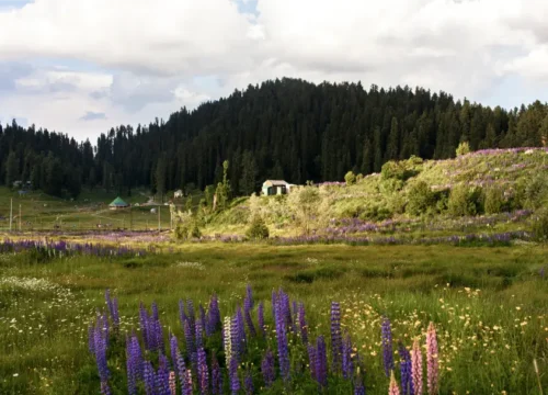 Navigate Kashmir tours