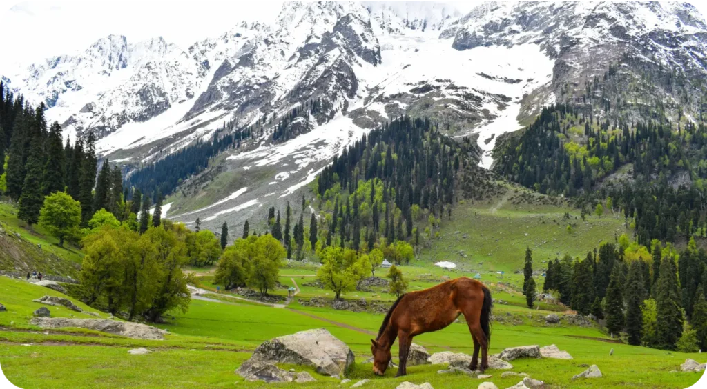 Gulmarg 5