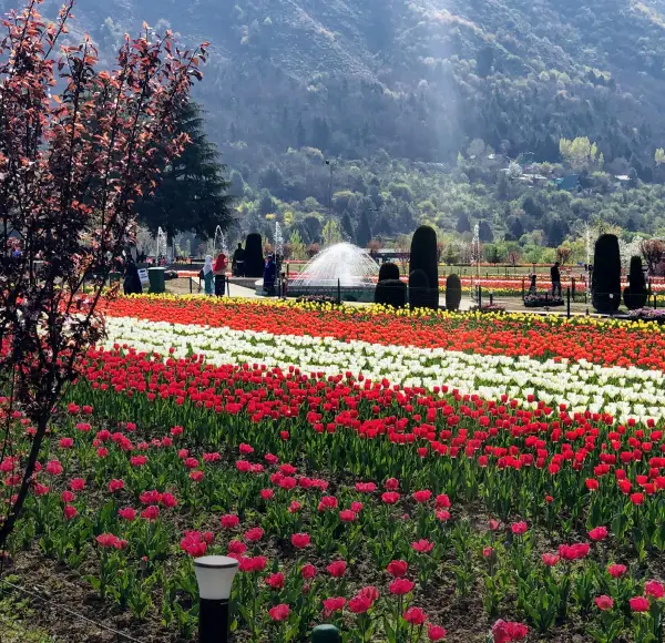 Tulip Garden