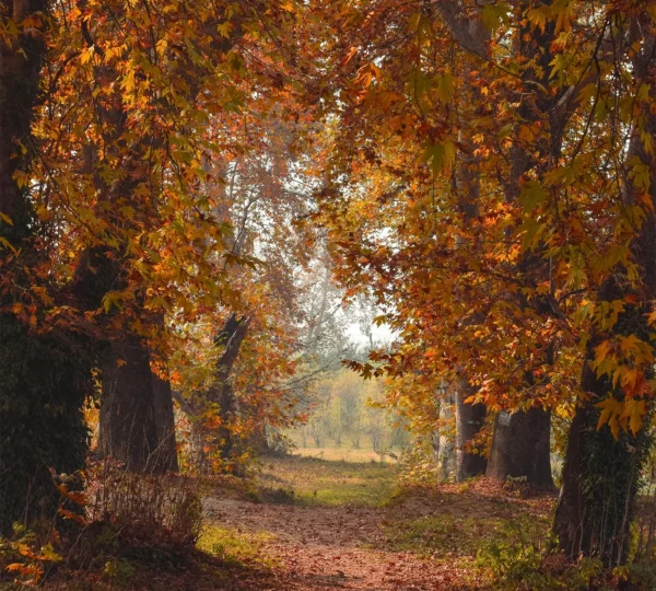 Best Time To Visit Kashmir