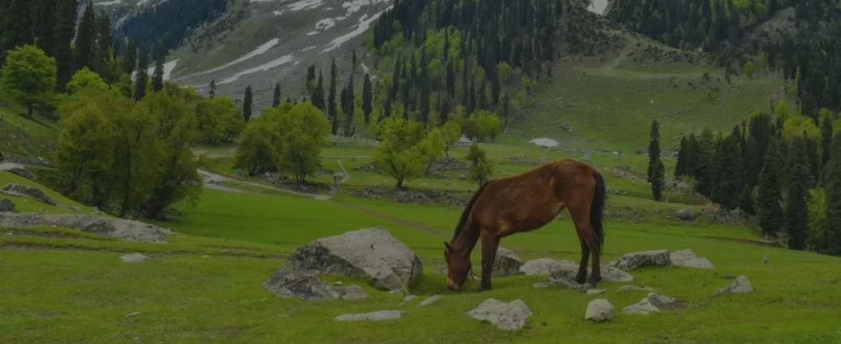 Yusmarg Header Yusmarg Header
